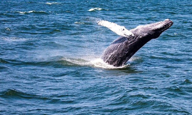 Whale Watching