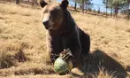 Drive-Thru Wildlife Safari Discount Tickets & Deals – Winston, Oregon