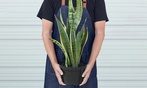 Statement 10" Houseplants: Ponytail Palm or Money Tree