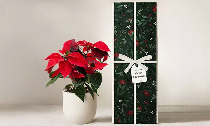 ProFlowers: Same-Day Live Plants for Last-Minute Christmas Cheer (Up to 50% Off)