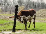 African Safari Wildlife Park: Drive & Walk-Thru Safari w/ 400+ Animals