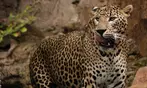 Vive un viaje educativo y salvaje con una entrada a Bioparc Fuengirola