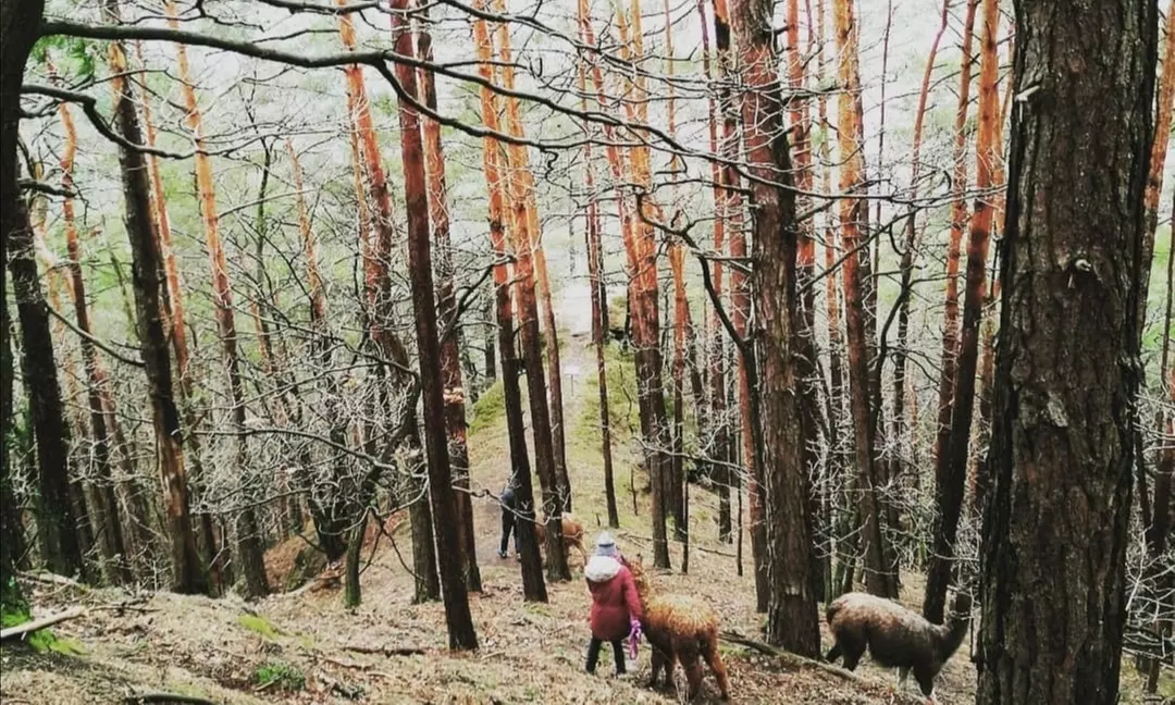 Winterliche Lamawanderung für 2 Personen im Pfälzerwald ❄️