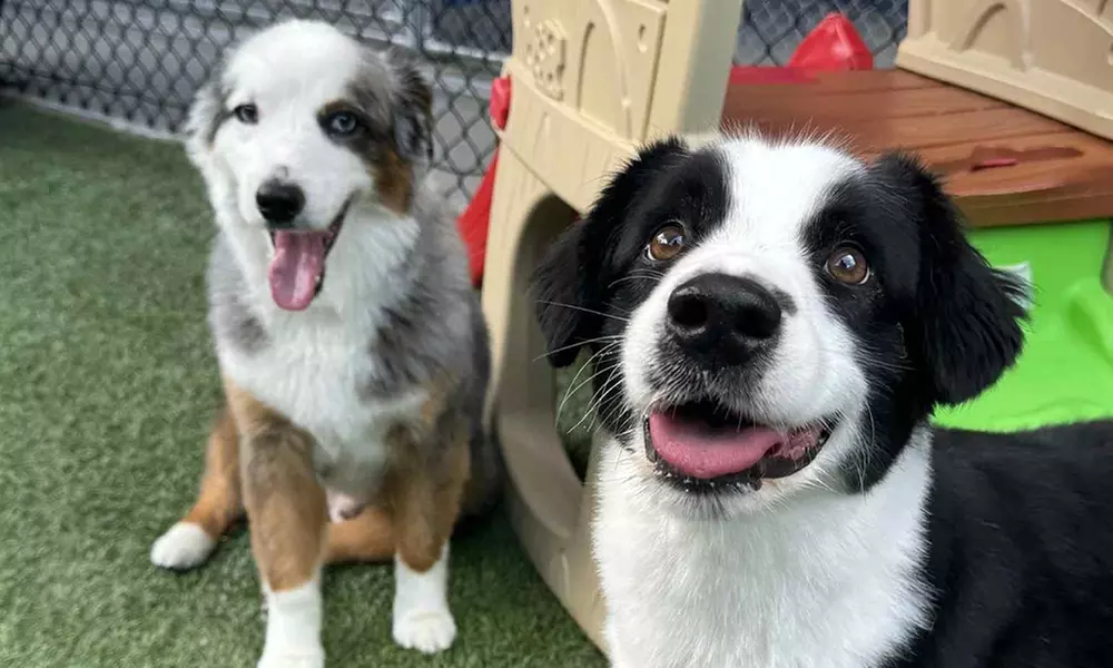 3 or 7-Night Dog Boarding Stay with Playtime & Personalized Care