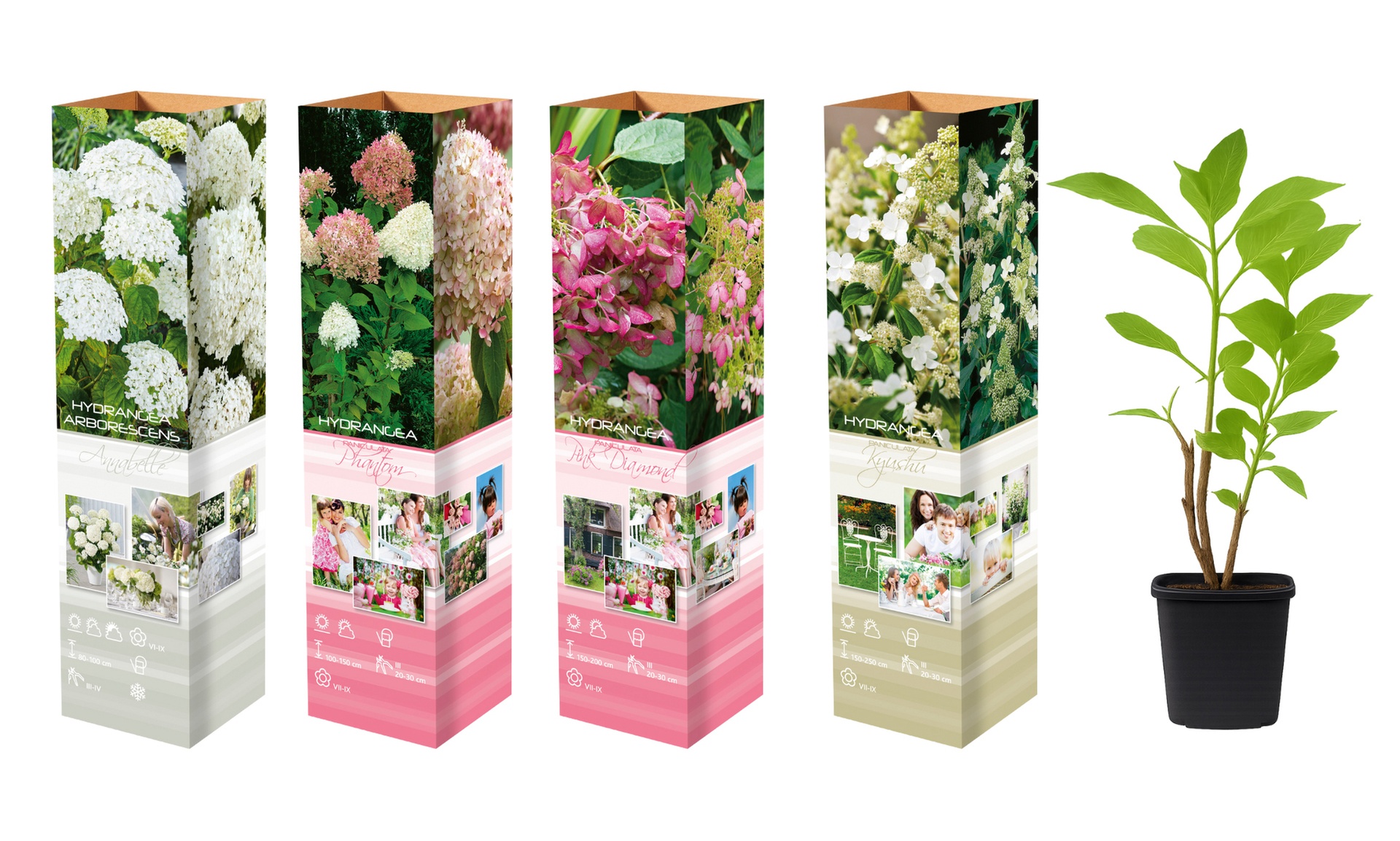 Plants d'hortensias colorés