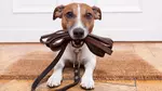 For All Pet Lovers: Online Single Course, 3‑Course or 5‑Course Bundle