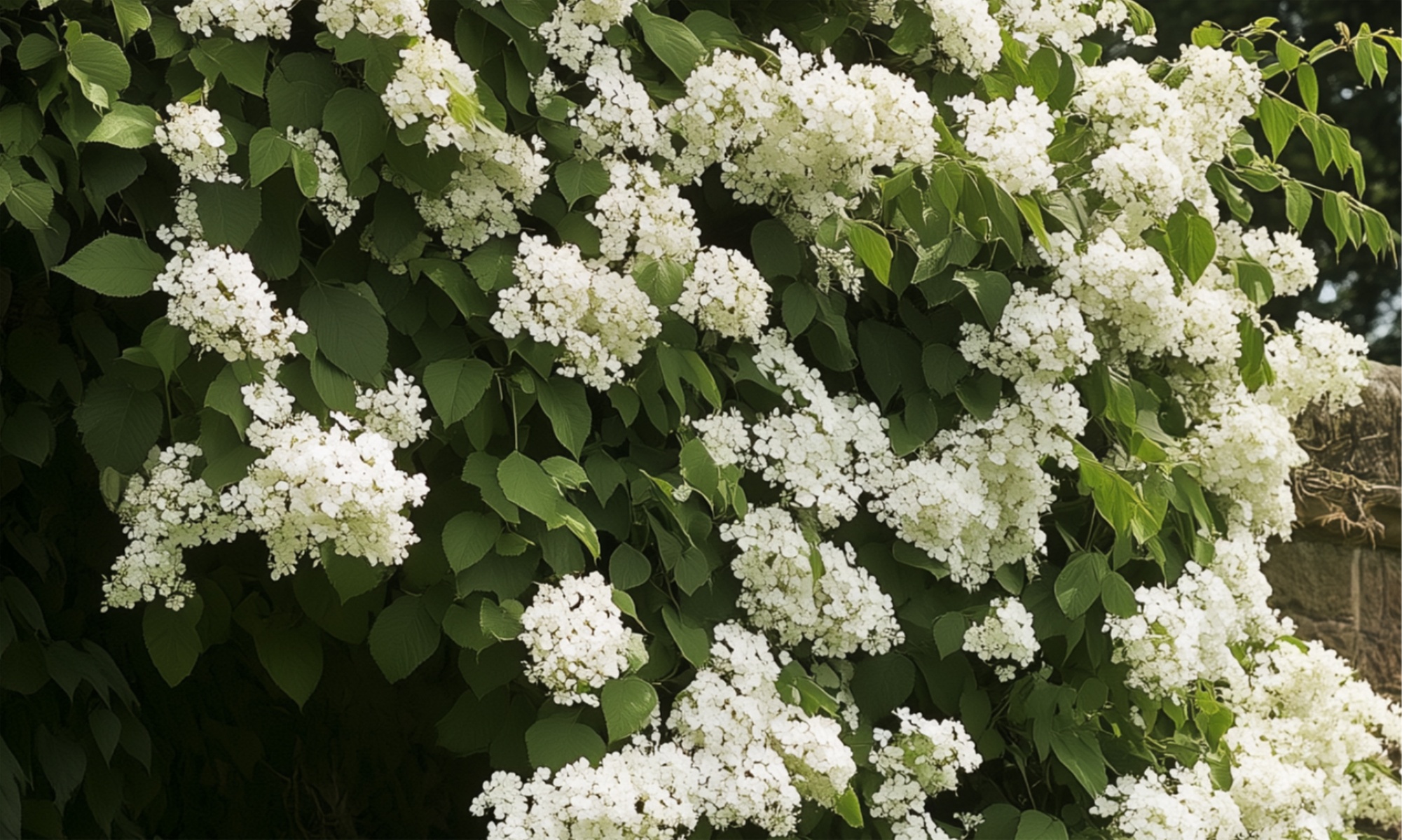 3er- oder 6er-Set Kletterhortensien mit Blüten in Weiß