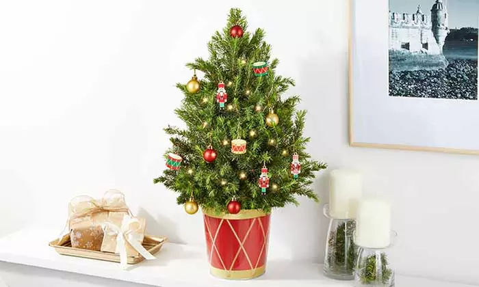 Christmas Décor & Plant Gifts FTD.com Same-Day Delivery Up to 50% Off