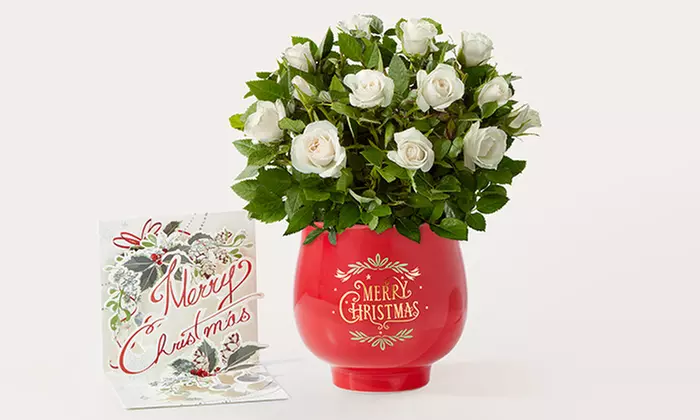ProFlowers: Same-Day Live Plants for Last-Minute Christmas Cheer (Up to 50% Off)