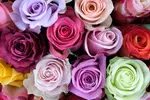 Rose Farmers All-In-One Deal: Farmer's Choice Roses with Vase & Shipping Included Up to 48% Off