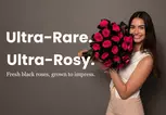 Rosaholics Deal: Black Roses for The Ultimate Surprise Up to 57% Off