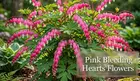 Flower Bulb Collections: Bleeding Hearts, Baby's Breath, Gladiolus, Bee & Butterfly Garden