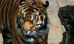 Vive un viaje educativo y salvaje con una entrada a Bioparc Fuengirola
