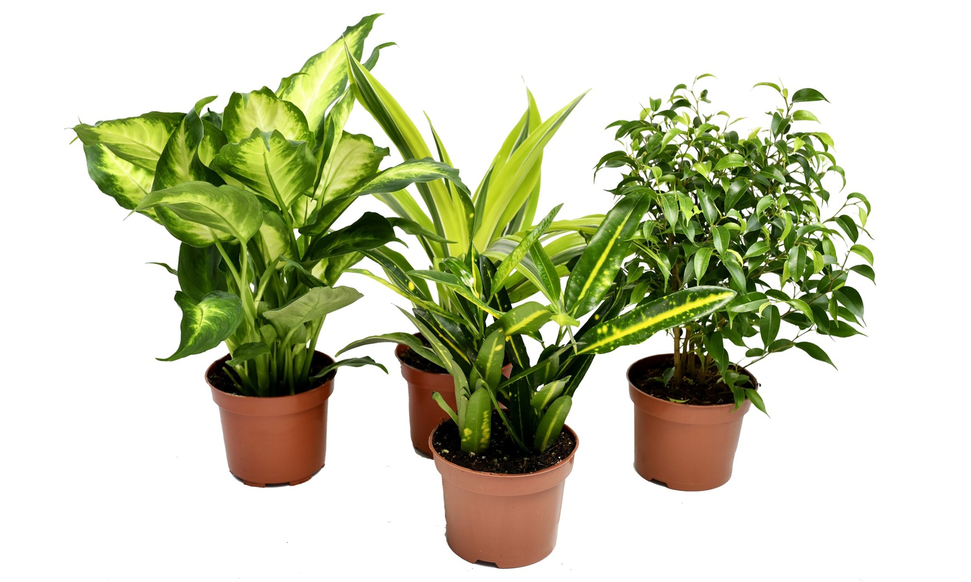 4 piante da appartamento