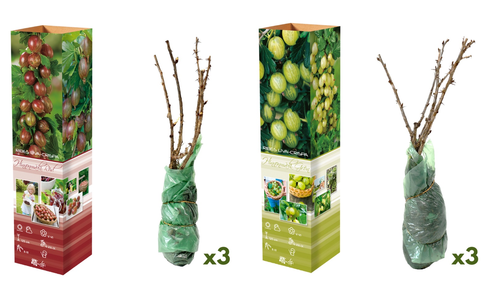 3 ou 6 groseilliers à maquereau rouges et / ou verts de Gardenzo