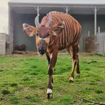 African Safari Wildlife Park: Drive & Walk-Thru Safari w/ 400+ Animals