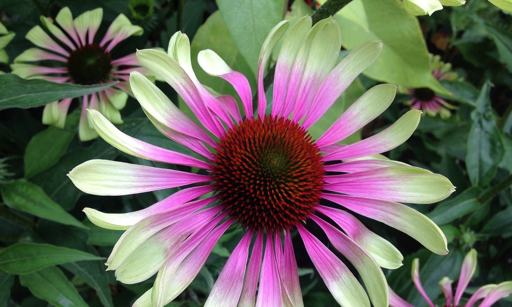 Up to Six Echinacea Green Twister Plants