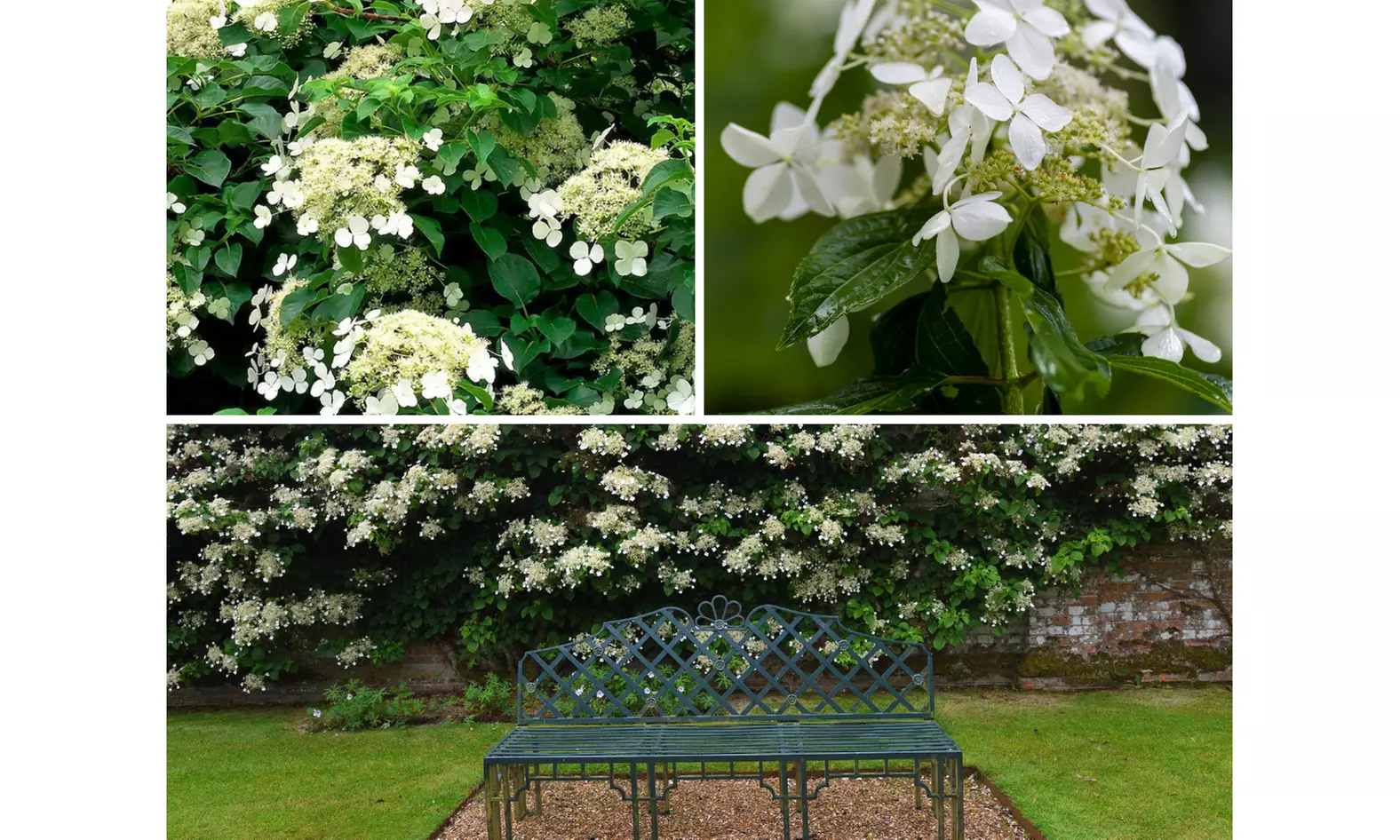 Klimhortensia Hydrangea Petiolaris