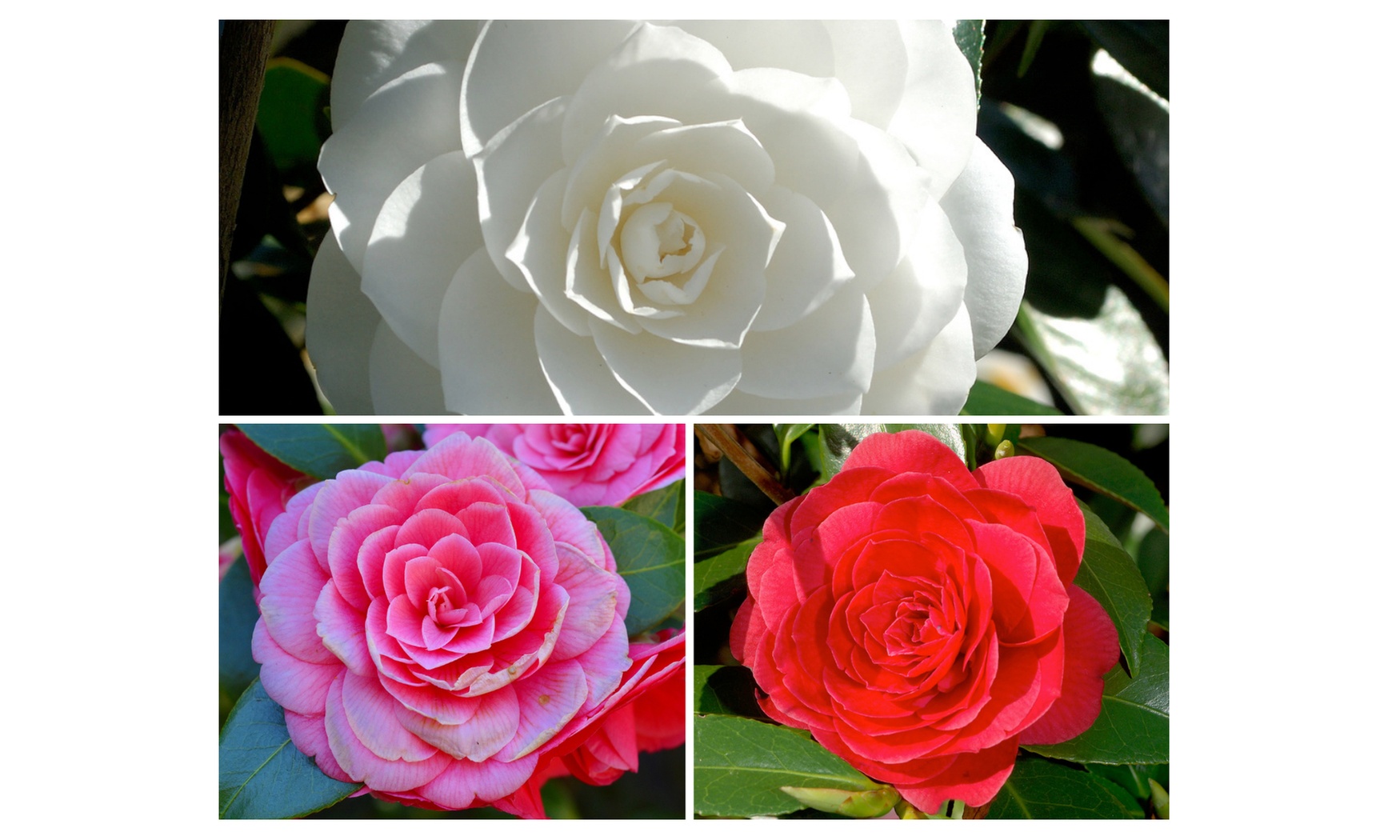 1 ou 2 arbustes de camélia du Japon XL de Gardenzo