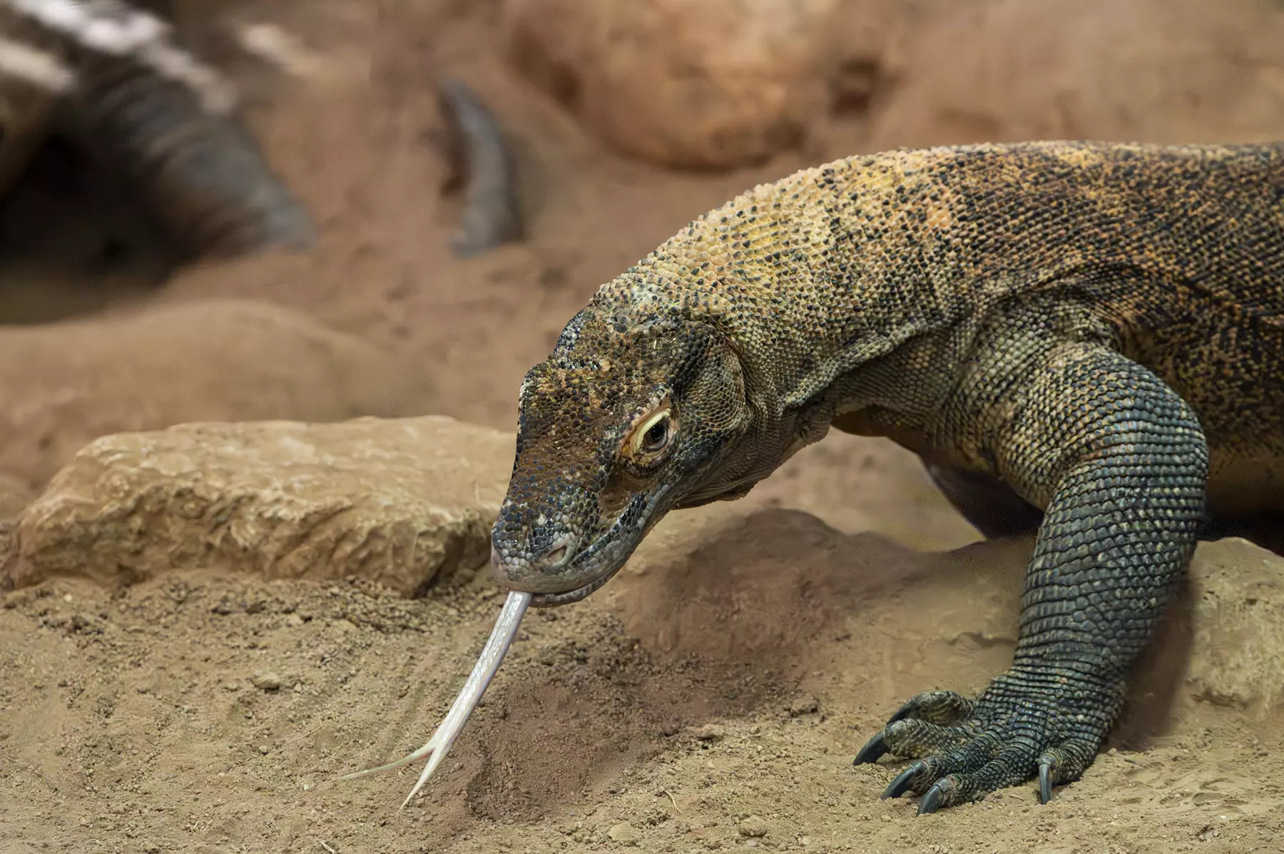 LA Zoo Admission - Explore Incredible Wildlife at the Los Angeles Zoo