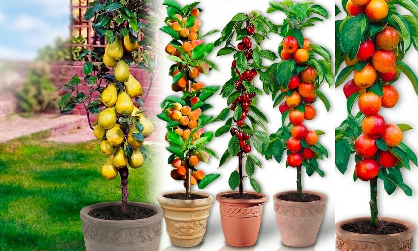 Set di 4, 6, 8 o 12 alberi da frutto a colonna