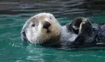 Seattle CityPASS Tickets - Save Up to 47% on Admission Deals