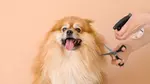 For All Pet Lovers: Online Single Course, 3‑Course or 5‑Course Bundle
