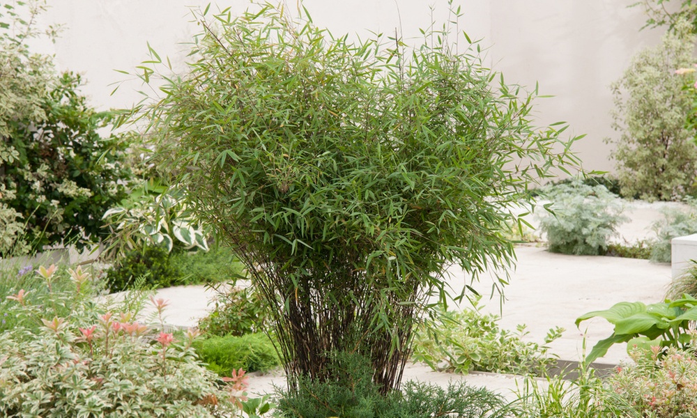 1x oder 2x Bambus Red Dragon (Fargesia)