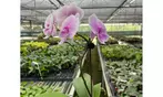 Live Orchid Deal: Elegant Light Pink Orchid with Free Shipping Up to 20% Off