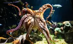 Georgia Aquarium General Admission Ticket Deals
