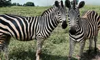 40% Off Zoo Admission or VIP Experience at Georgia Untamed Zoo