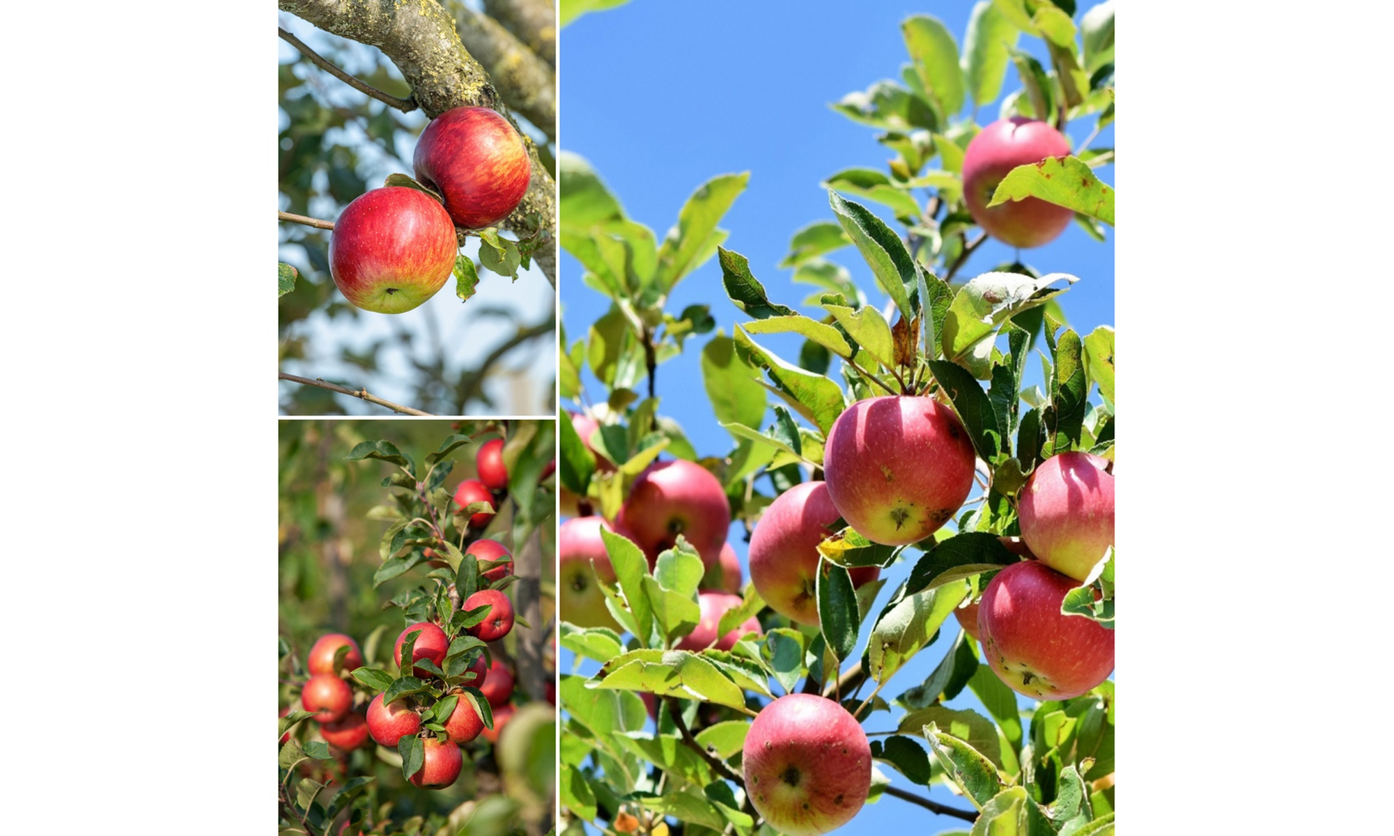 Ensemble de 3 arbres fruitiers