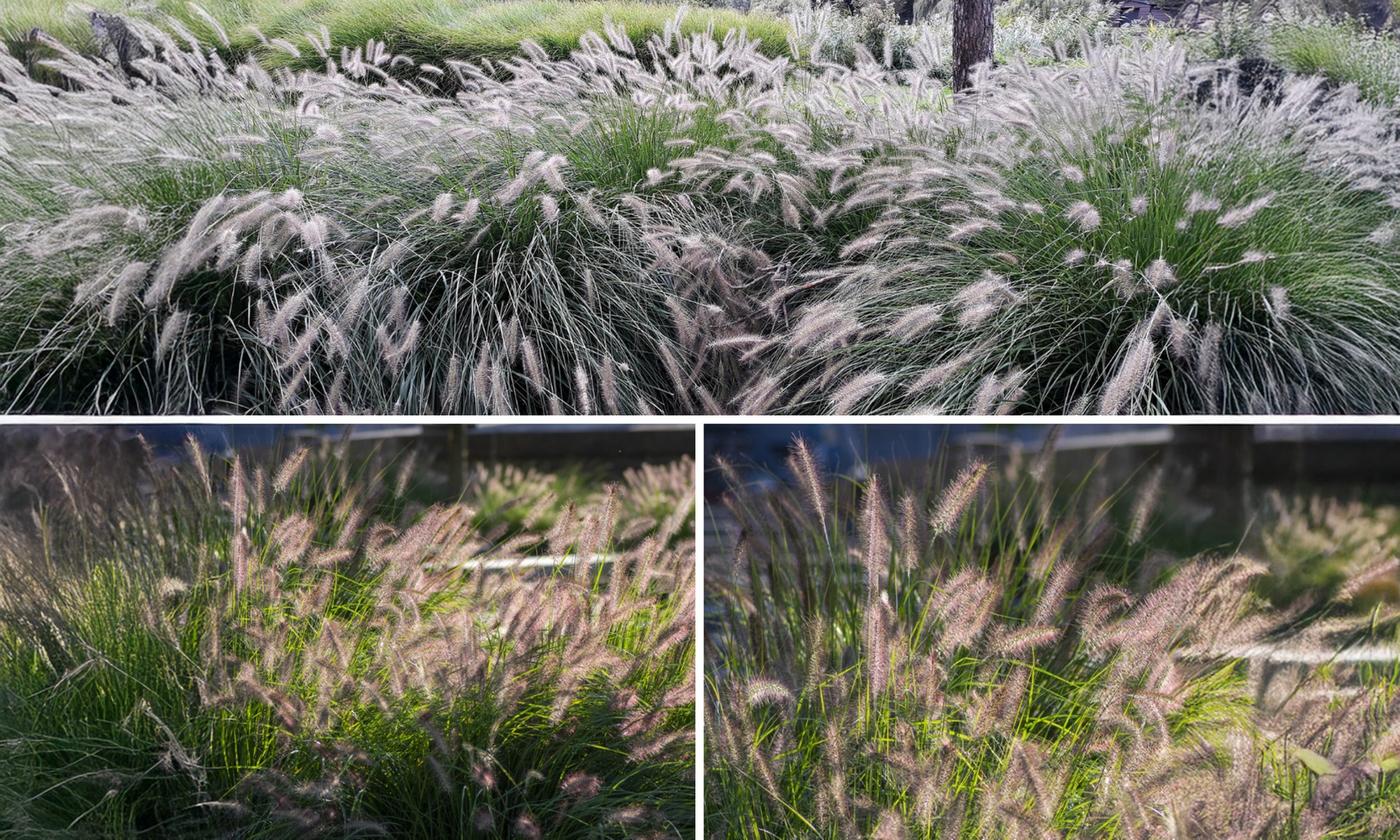 Herbe aux écouvillons "Pennisetum alopecuroides 'Hameln'"