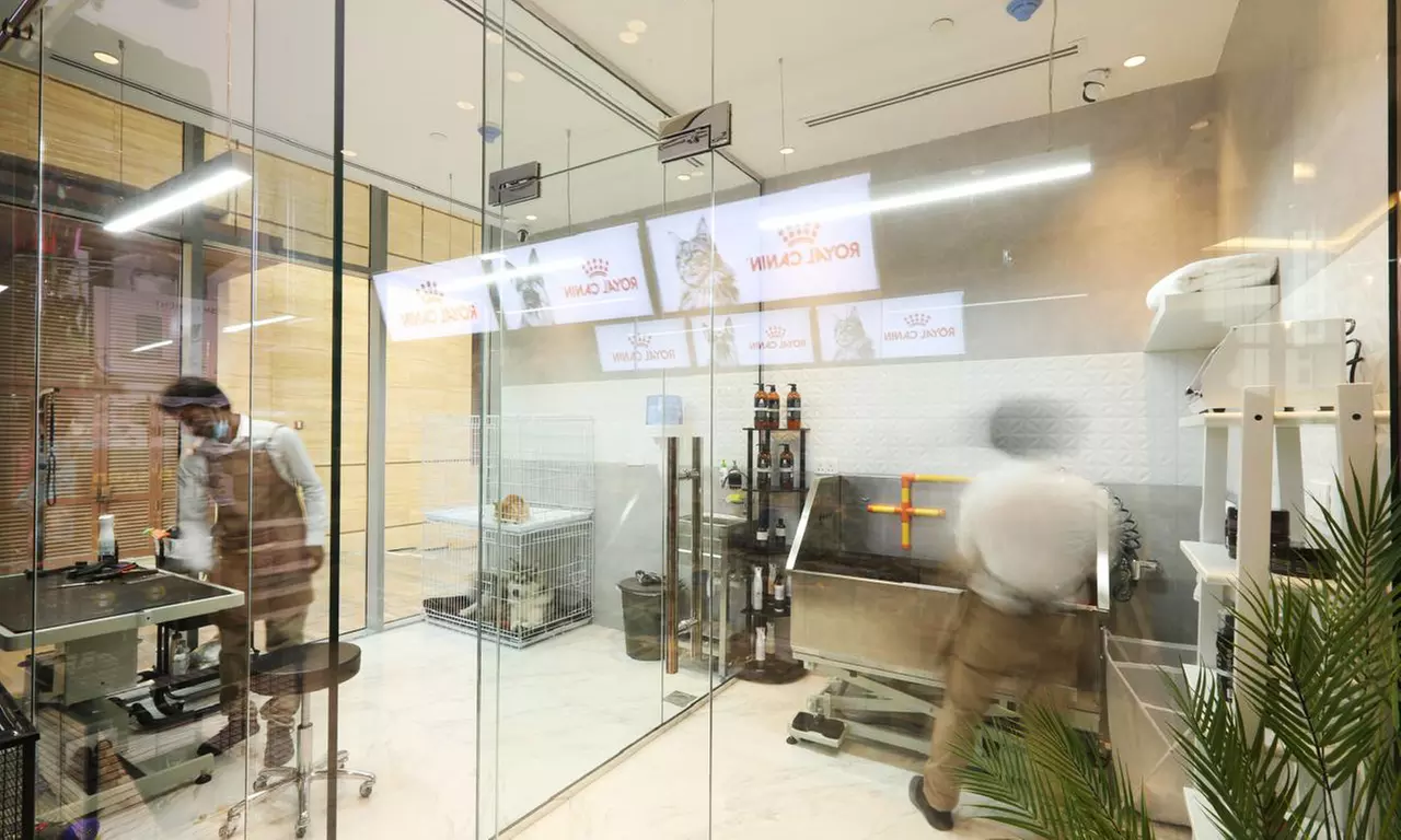 Full and Basic Grooming Options for Dogs and Cats