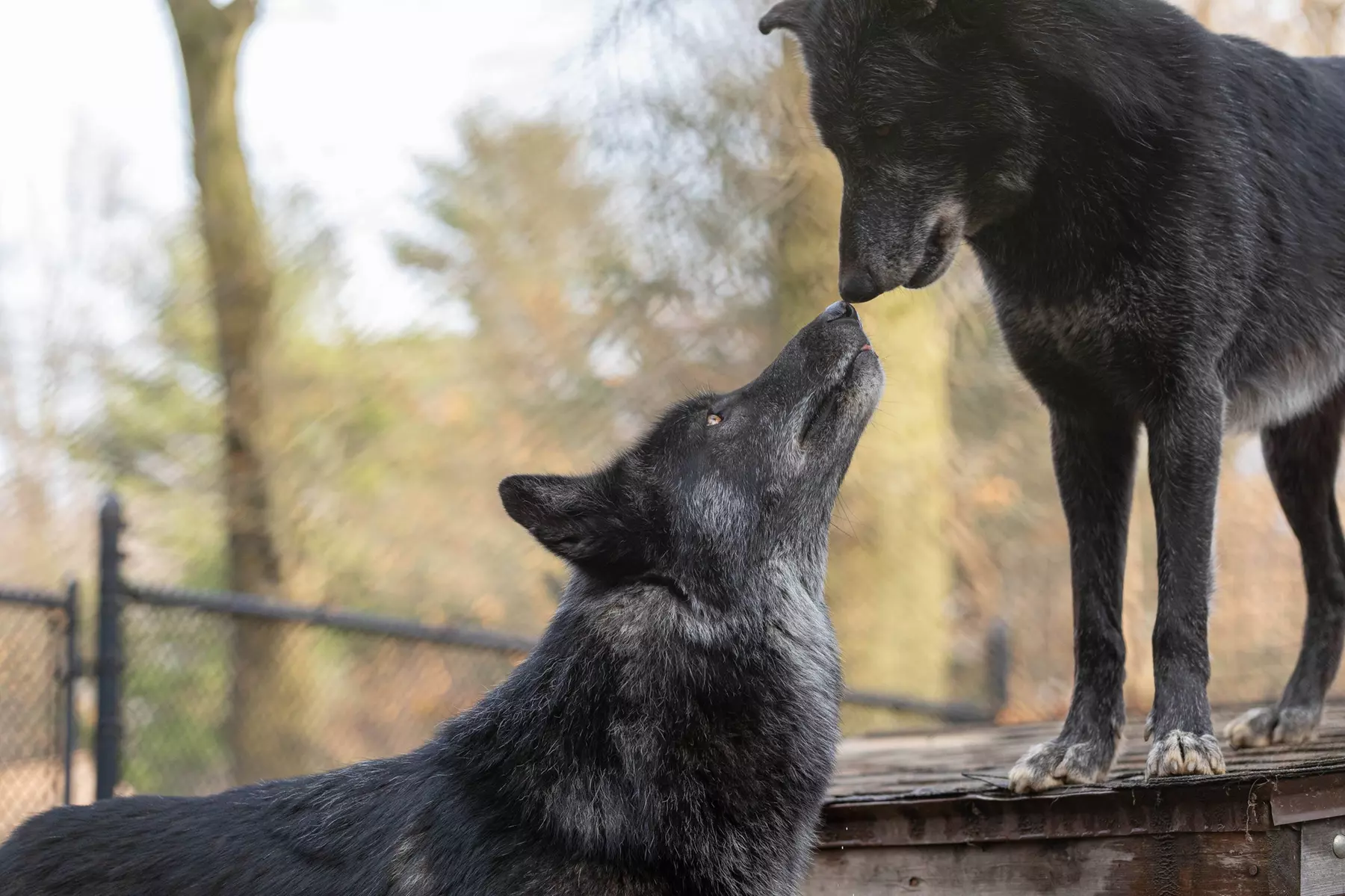Get Close to Wildlife Adventures & Animal Encounters in Springfield