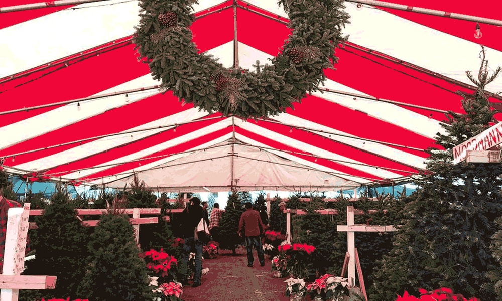 Make Your Holidays Merry with Hand-Selected Christmas Trees!