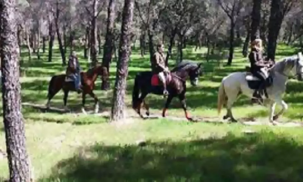 5 o 10 clases de equitación de 50 minutos para todos los niveles