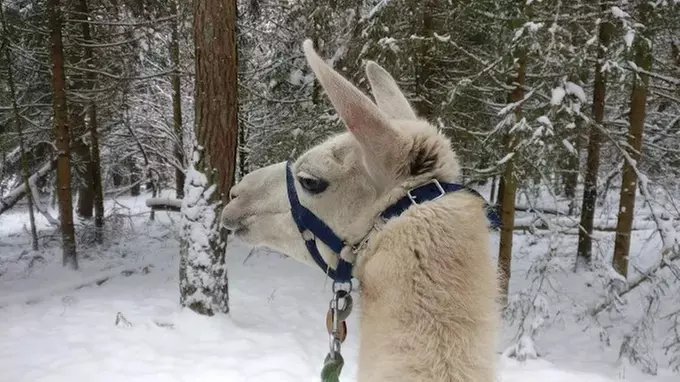 Winterliche Lamawanderung für 2 Personen im Pfälzerwald ❄️