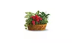 Great Discounts on All Plant Arrangements - No Restrictions!