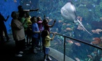 Aquarium of the Pacific Deals – Save Up to 33% on Admission
