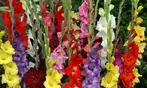 Flower Bulb Collections: Bleeding Hearts, Baby's Breath, Gladiolus, Bee & Butterfly Garden