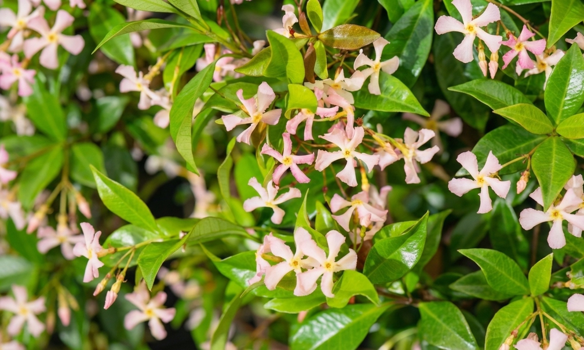1 ou 2 plantes grimpantes de Jasmin étoilé XXL (Trachelospermum) pour une ambiance méditerranéenne, couleur au choix