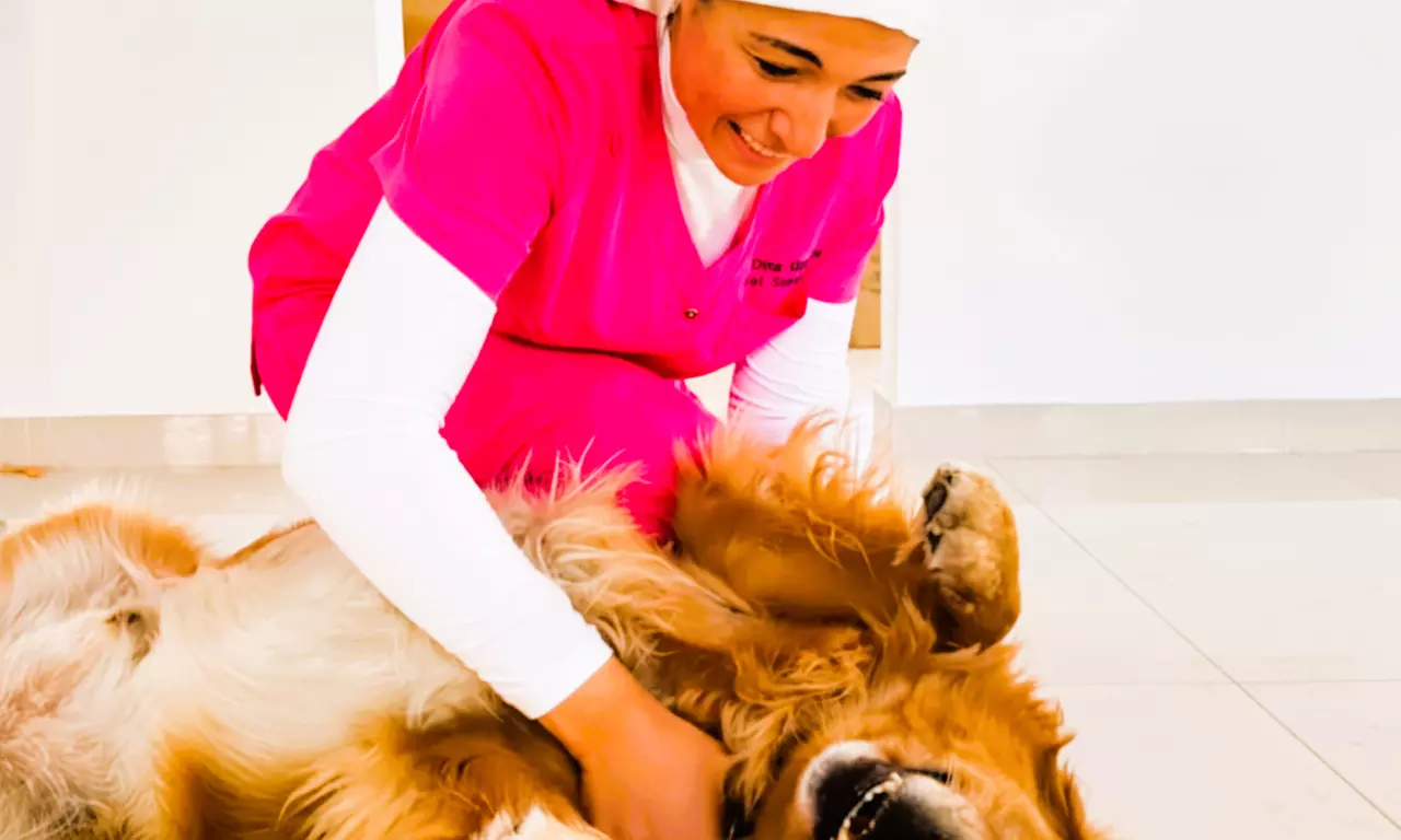 Cat or Small, Medium, Large or X-Large Dog Basic or Full Grooming