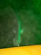 Sharkey's Glass Bottom Kayak Night Tour with Fish Feeding
