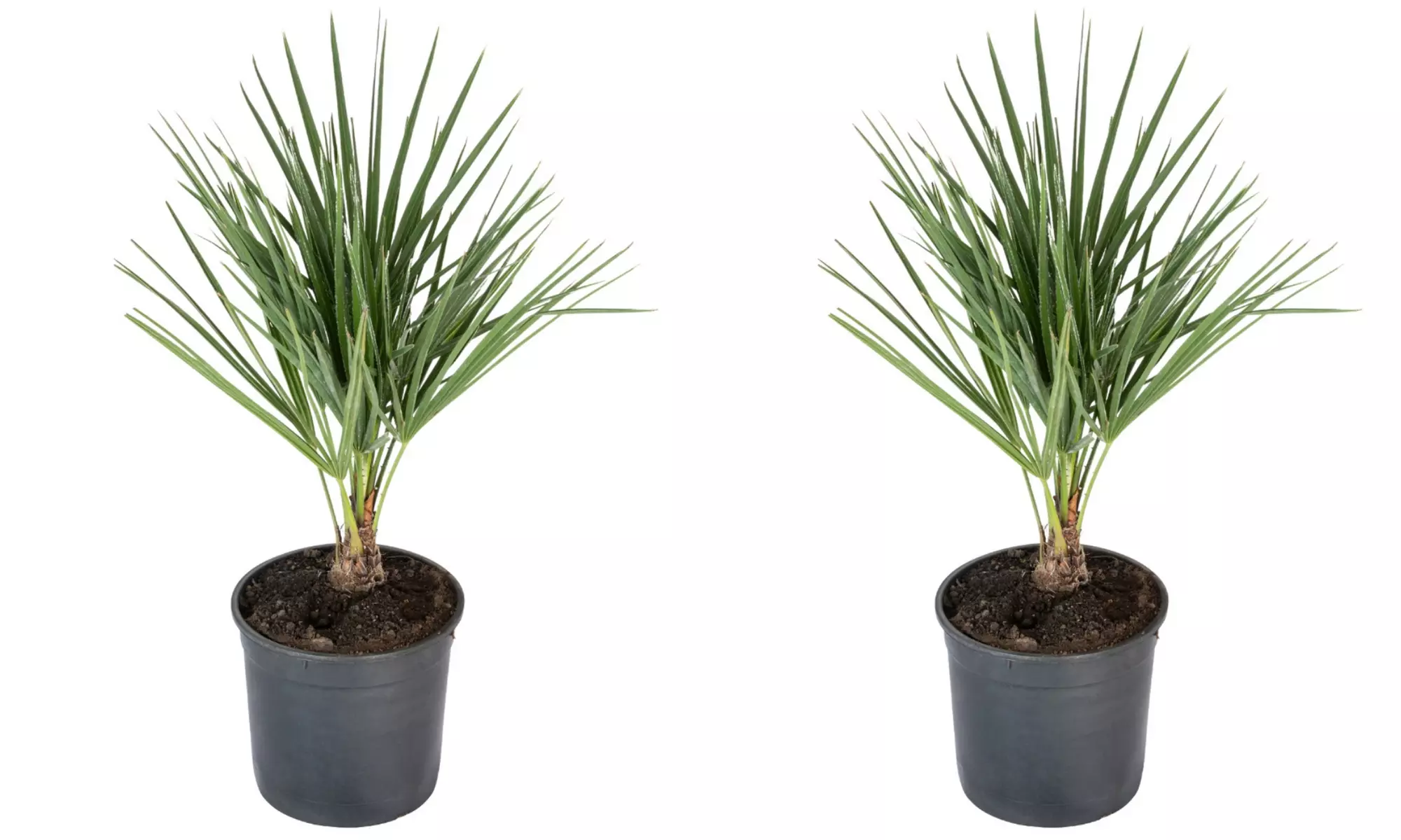 Set van 1 of 2 Europese Dwergpalmen