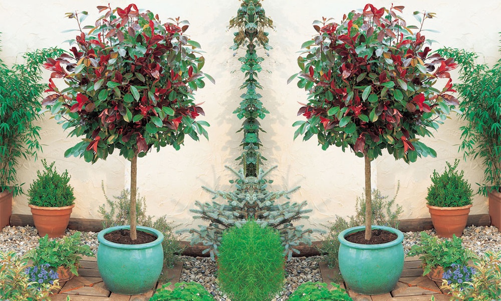 Photinia 'Red Robin' - Standard Tree or Potted Plants