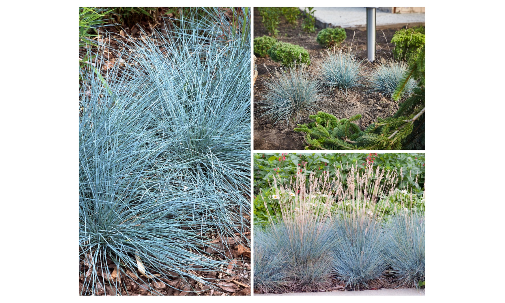 4er- oder 8er-Set Schafschwingel „Elijah Blue“