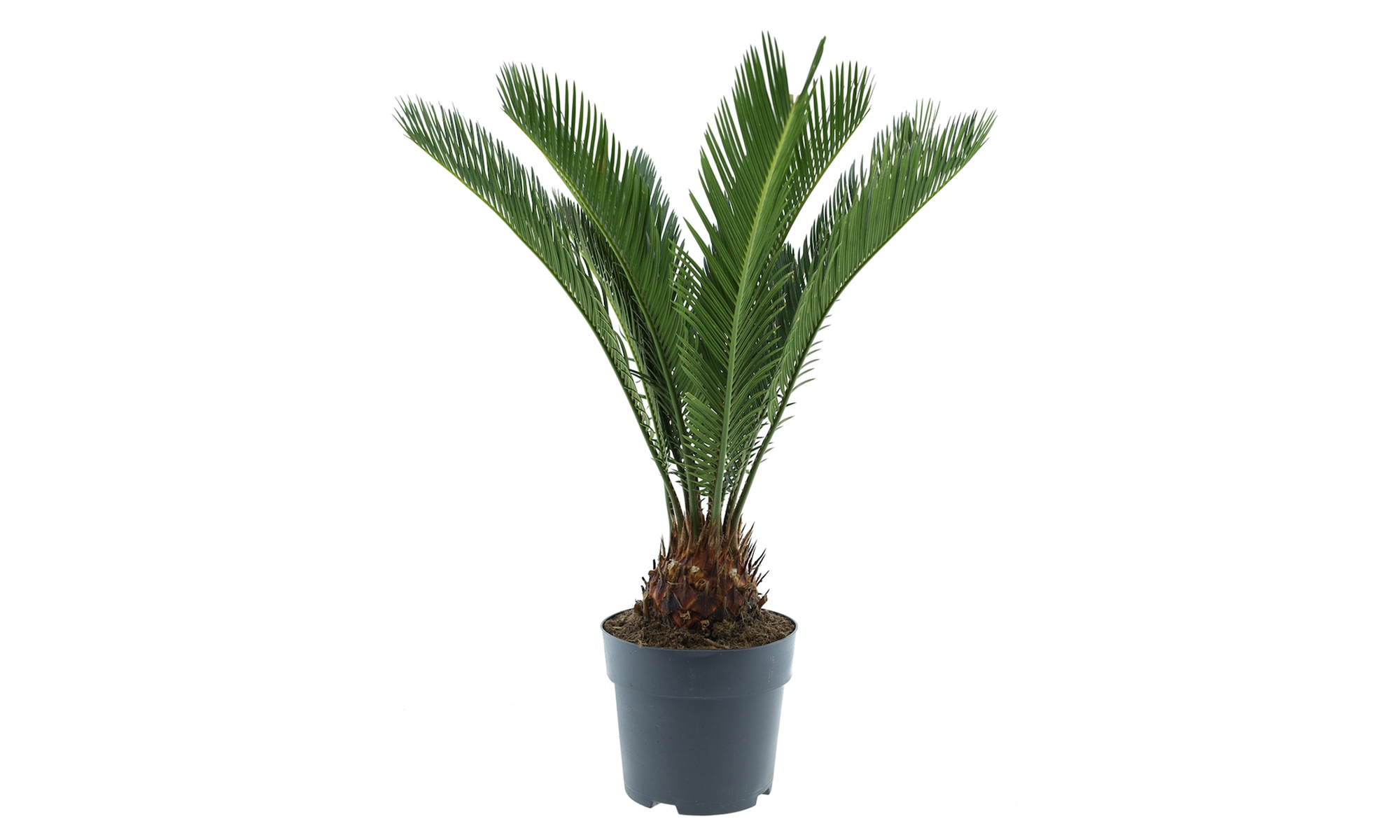 1 ou 2 Cycas du Japon "Cycas revoluta" de Gardenzo