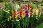 Flower Bulb Collections: Bleeding Hearts, Baby's Breath, Gladiolus, Bee & Butterfly Garden