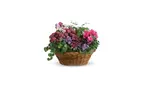 Great Discounts on All Plant Arrangements - No Restrictions!